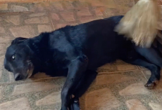 Dog Insists On ‘Helping’ With Chores — But Ends Up Making Everything Take Longer