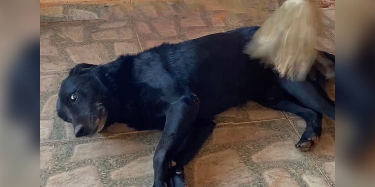 Dog Insists On ‘Helping’ With Chores — But Ends Up Making Everything Take Longer