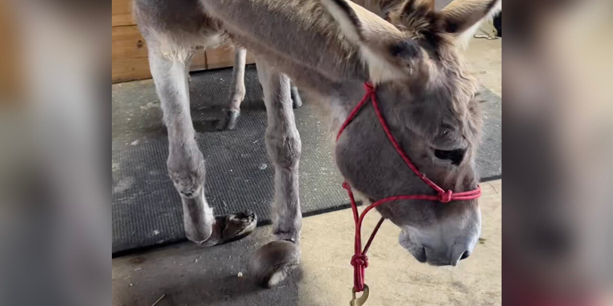 Neglected Donkey With Painfully Overgrown Hooves Learns How To Smile Again