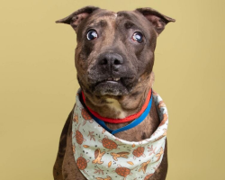 Blind ‘Lumpy’ Dog With ‘Crinkled’ Charm Wins Hearts Everywhere After Viral Post
