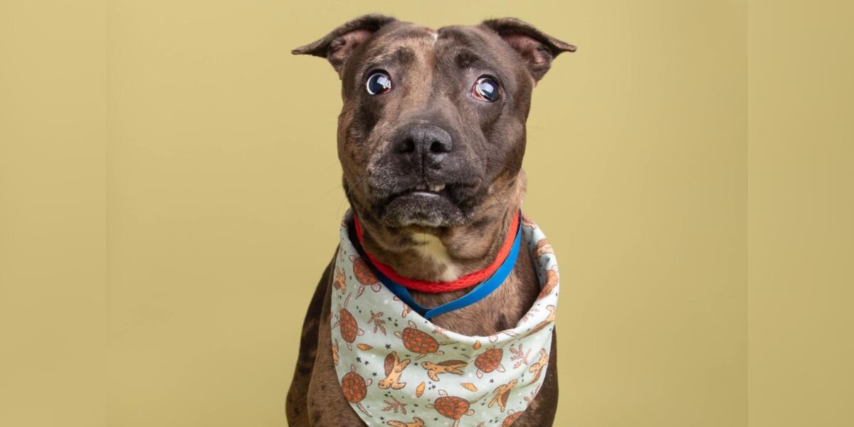 Blind ‘Lumpy’ Dog With ‘Crinkled’ Charm Wins Hearts Everywhere After Viral Post