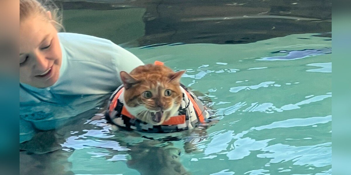 Overweight Cat Has Serious Objections About Water Therapy — Until It Changes His Life