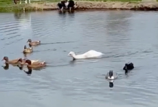 A ‘Duck’ Caught Her Eye in the Pond — But the Truth Was Even Cuter