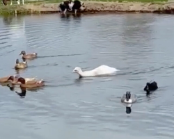 A ‘Duck’ Caught Her Eye in the Pond — But the Truth Was Even Cuter
