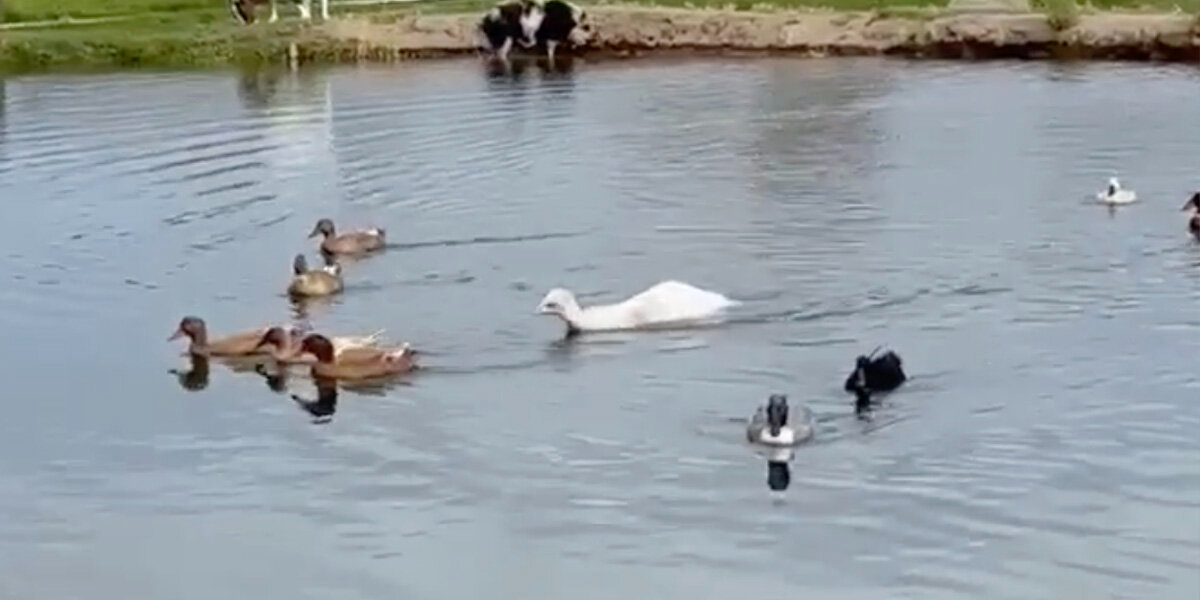 A ‘Duck’ Caught Her Eye in the Pond — But the Truth Was Even Cuter