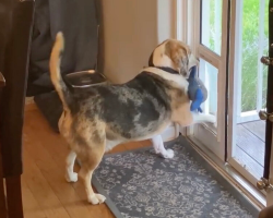 Homeowner Wakes Up To Catch Furry ‘Thief’ Red-Handed — Stealing His Dog’s Favorite Toy