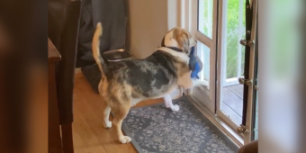 Homeowner Wakes Up To Catch Furry ‘Thief’ Red-Handed — Stealing His Dog’s Favorite Toy