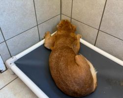 Terrified Senior Dog Who Spent Her Life Outside Slowly Learns To Trust — And Show Her Face Again