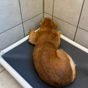 Terrified Senior Dog Who Spent Her Life Outside Slowly Learns To Trust — And Show Her Face Again