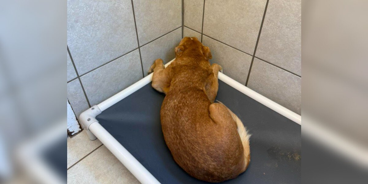 Terrified Senior Dog Who Spent Her Life Outside Slowly Learns To Trust — And Show Her Face Again