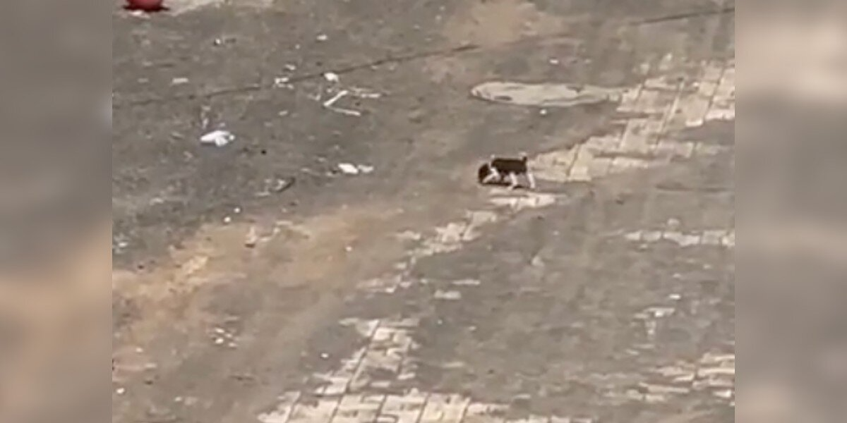 Rescuer Spots Tiny ‘Mouse-Sized’ Puppy Crying Alone In The Middle Of The Road