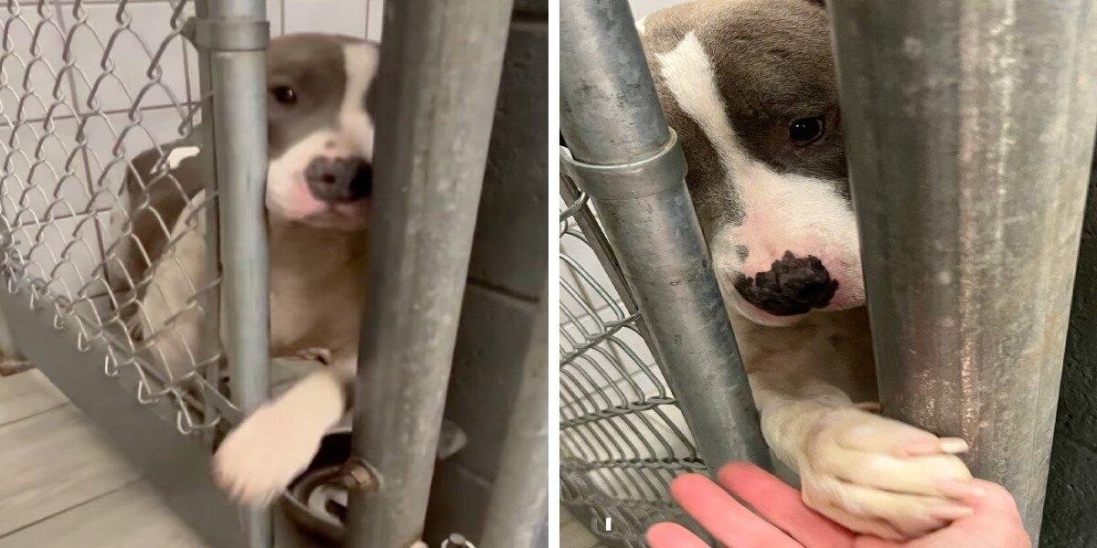Lonely Shelter Dog Reaches Paw Through Bars to Share Love with Everyone She Meets