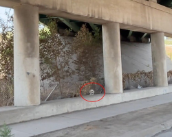 Something Moved Beneath the Highway — Then They Saw Two Big, Sad Eyes Staring Up