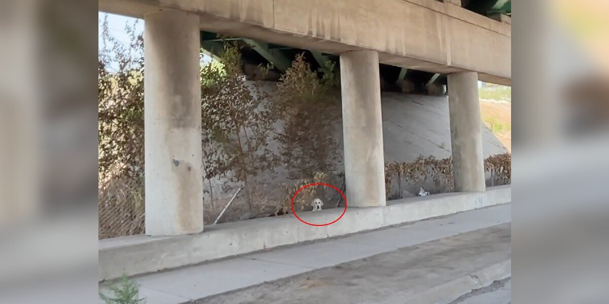 Something Moved Beneath the Highway — Then They Saw Two Big, Sad Eyes Staring Up