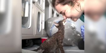 Rescuers ‘In Tears’ When Tiny Kitten Arrives Coated Head To Toe In Paint