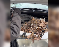 Mechanic Opens Car Hood — And Finds A Pile Of Baby Animals Staring Back