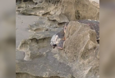 Photographer Out for Sunrise Shots Discovers 300-Pound Sea Turtle Trapped Between Rocks