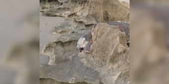Photographer Out for Sunrise Shots Discovers 300-Pound Sea Turtle Trapped Between Rocks