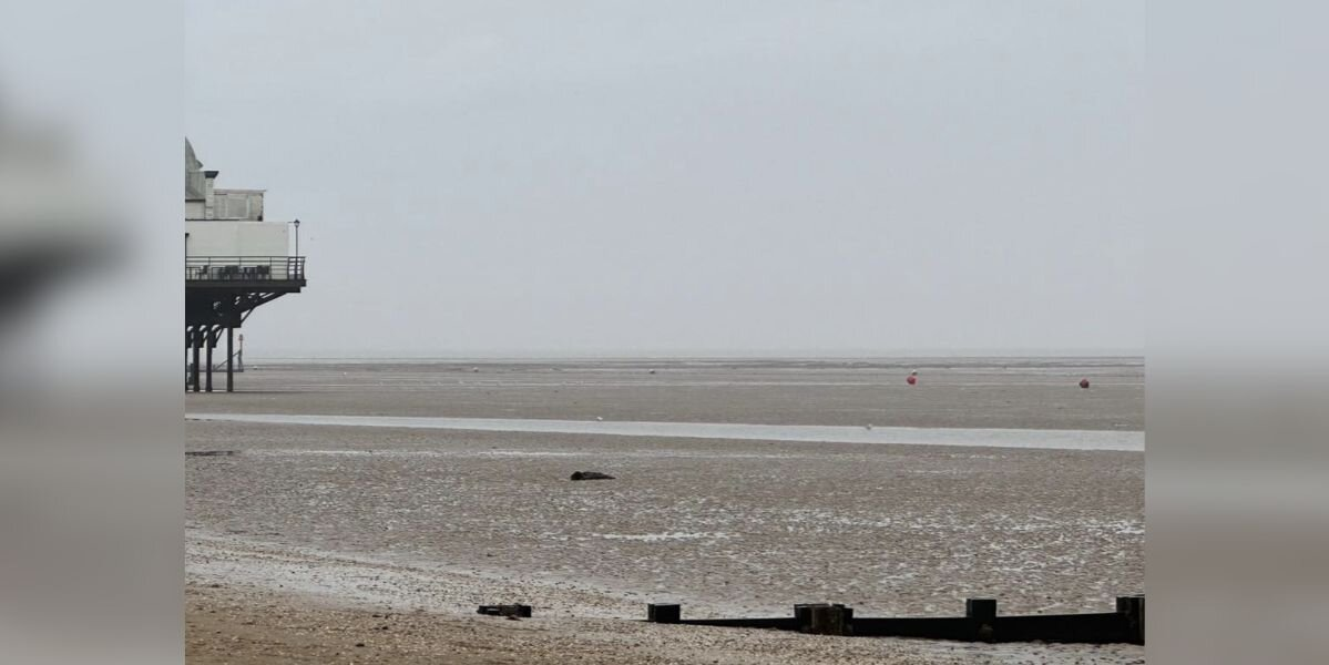 Rescuers Rush To Save ‘Stranded Seal’ On Beach — Then Burst Out Laughing When They See What It Is