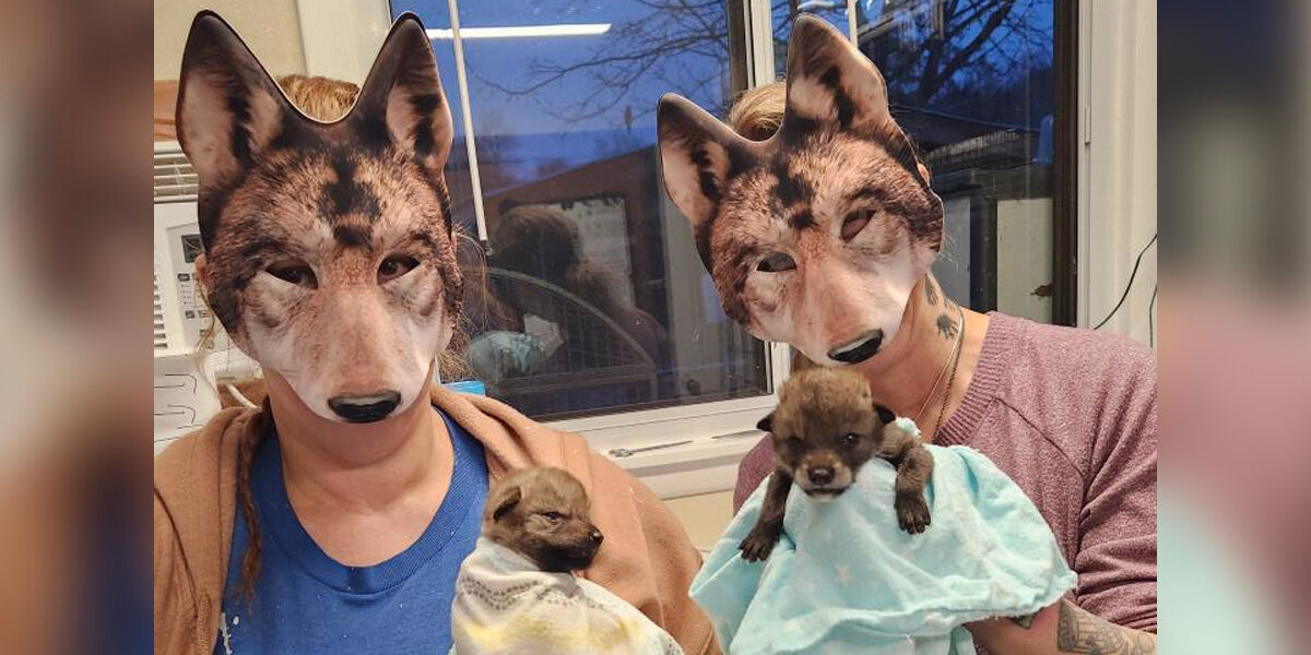 Wildlife Rescuers Wear ‘Coyote Mom’ Masks To Protect Orphaned Pups — And It’s Working