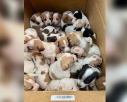 Good Samaritans Discover Box On Rural Road — And Can’t Believe What’s Inside