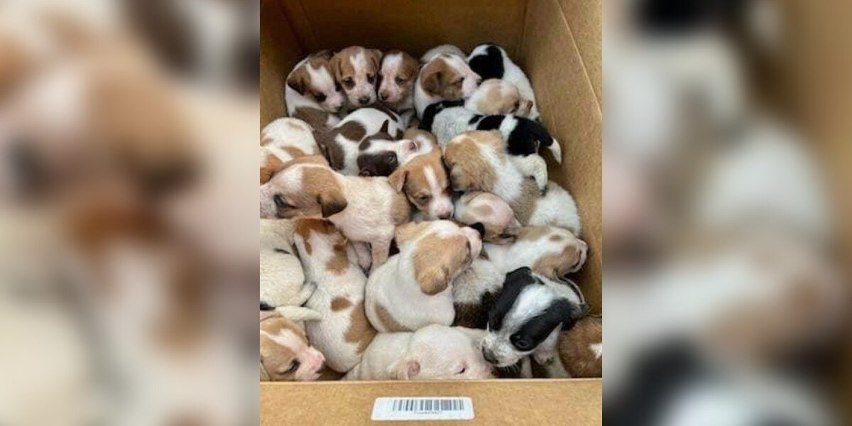 Good Samaritans Discover Box On Rural Road — And Can’t Believe What’s Inside