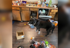 Landlord Cleaning Out Rental Home Finds Heartbroken ‘Old Man’ Left Behind