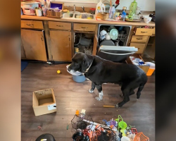 Landlord Cleaning Out Rental Home Finds Heartbroken ‘Old Man’ Left Behind