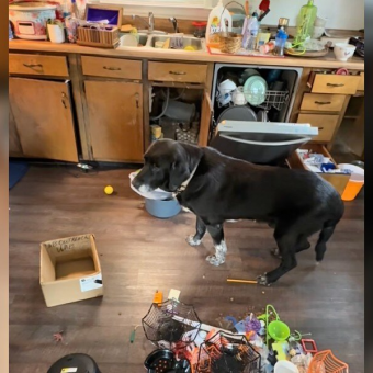Landlord Cleaning Out Rental Home Finds Heartbroken ‘Old Man’ Left Behind