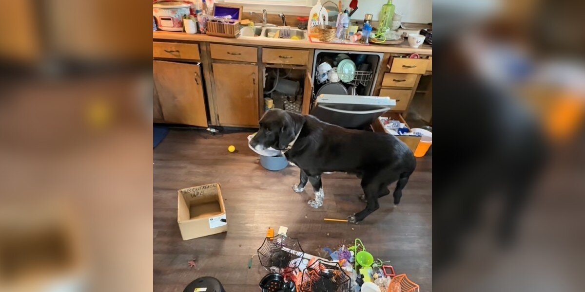 Landlord Cleaning Out Rental Home Finds Heartbroken ‘Old Man’ Left Behind