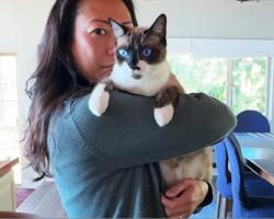 Cat Dumped Because He Had A Broken Leg – Thanks New Mom For Adopting Him