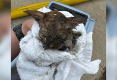 Kitten Rescued From Fire Defies The Odds — And Shows The World Just How Special She Is