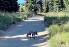 Hiker Stunned To Realize The ‘Coyote’ She Met On A Trail Was One Of Only 50 Left In The World