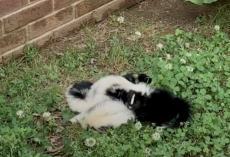 Woman Does A Double Take When She Spots A Tiny ‘Pile Of Babies’ Huddled Together On The Road