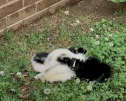 Woman Does A Double Take When She Spots A Tiny ‘Pile Of Babies’ Huddled Together On The Road