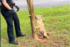 Coyote With Paw Stuck In A Tree Never Expected People To Be So Kind