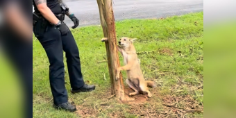 Coyote With Paw Stuck In A Tree Never Expected People To Be So Kind