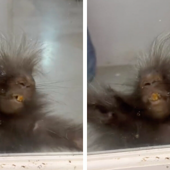 Porcupine Put In Time-Out Throws The Cutest Little Tantrum