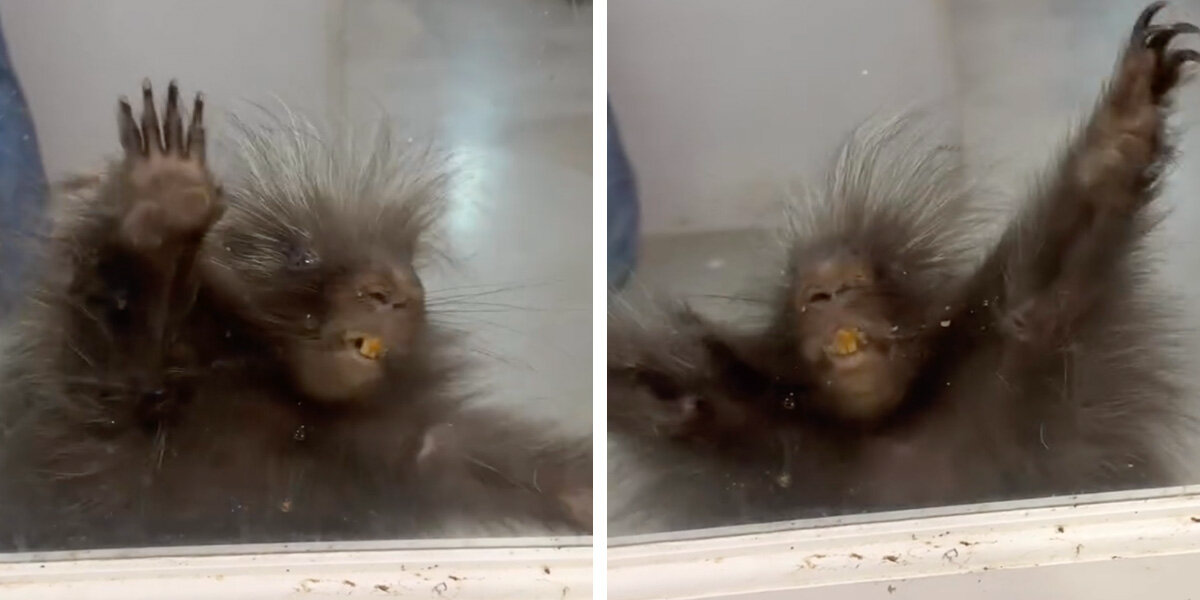 Porcupine Put In Time-Out Throws The Cutest Little Tantrum