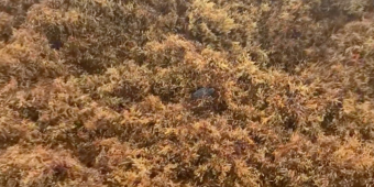 Woman Feels Urge To Turn Around On The Beach — And Ends Up Saving A Tiny Life
