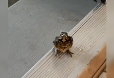 Grumpy Baby Bird Can’t Believe It Took Humans So Long To Notice Him In The Garage