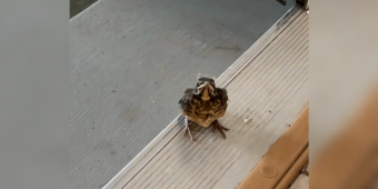 Grumpy Baby Bird Can’t Believe It Took Humans So Long To Notice Him In The Garage