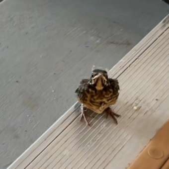 Grumpy Baby Bird Can’t Believe It Took Humans So Long To Notice Him In The Garage