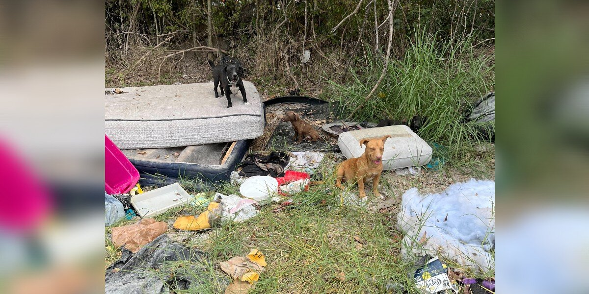 Woman Finds Entire Dog Family ‘Thrown Away’ In The Trash — And Gives Them A Second Chance At Life