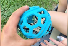 Woman Grabs Her Dog’s Old Ball — And Finds Something Stunning Inside