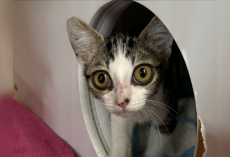 Shelter Cat With Enormous ‘Cartoon Eyes’ Wins Everyone’s Heart — And The Perfect Name