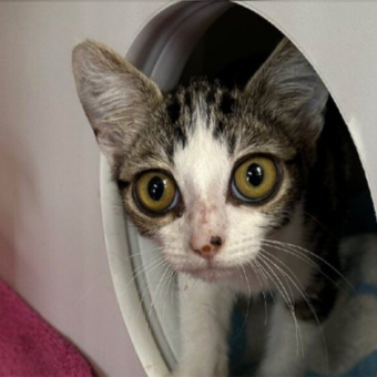 Shelter Cat With Enormous ‘Cartoon Eyes’ Wins Everyone’s Heart — And The Perfect Name