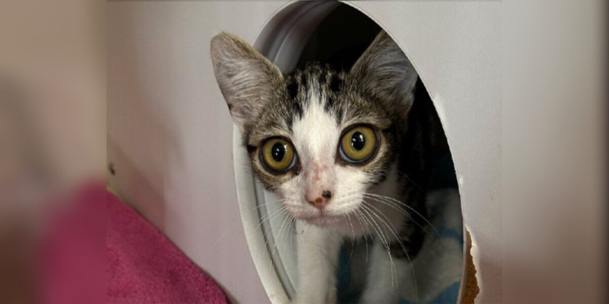Shelter Cat With Enormous ‘Cartoon Eyes’ Wins Everyone’s Heart — And The Perfect Name