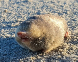 Scientists Stunned To Discover ‘Iridescent’ Creature They Thought Was Extinct