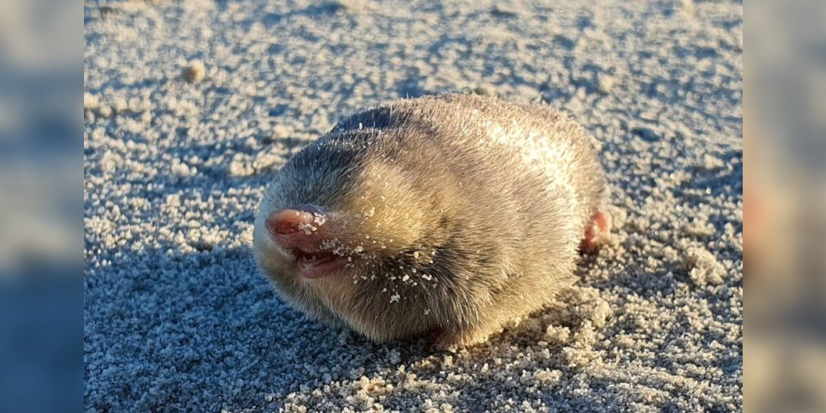 Scientists Stunned To Discover ‘Iridescent’ Creature They Thought Was Extinct